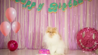 Fluffy Persian cat sitting in front of a birthday cake at a pet birthday party with pink balloons and decorations.