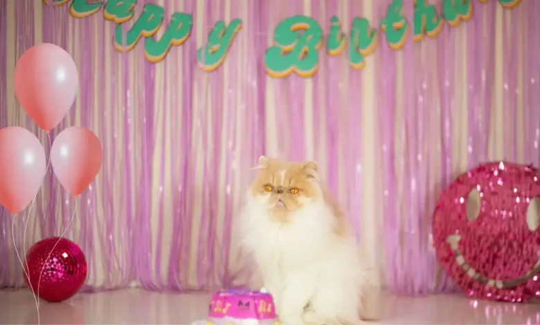 Fluffy Persian cat sitting in front of a birthday cake at a pet birthday party with pink balloons and decorations.