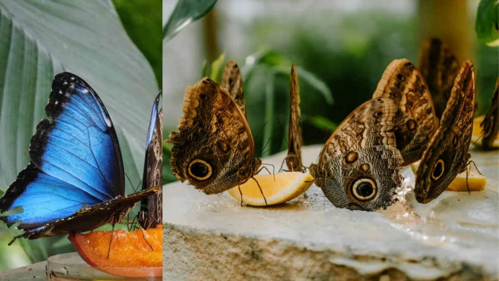 Butterflies feeding on fruit slices, including a vivid blue morpho butterfly and several brown owl butterflies, in a natural setting.