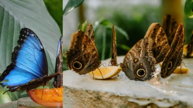 Butterflies feeding on fruit slices, including a vivid blue morpho butterfly and several brown owl butterflies, in a natural setting.